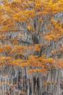 Bald Cypress tree draped in Spanish moss with fall colors Caddo Lake State Park-Uncertain-Texas Art Print